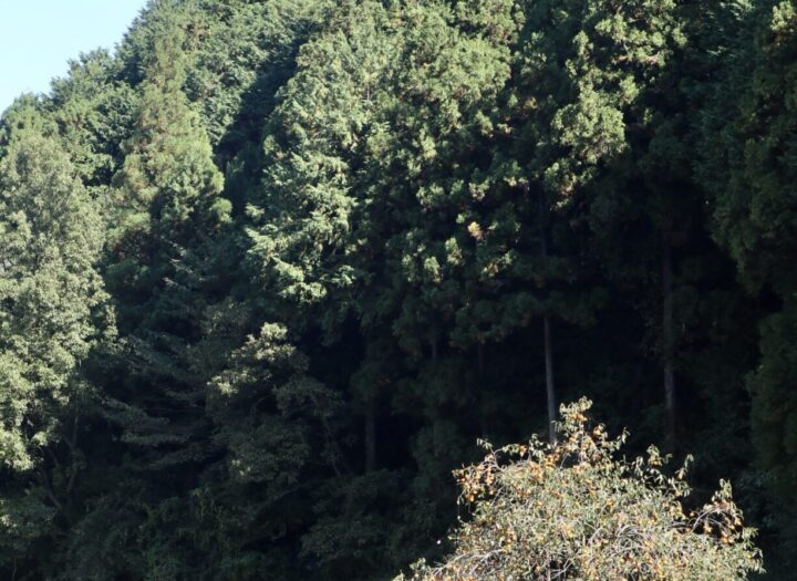 花粉症の症状を少しでも改善し、季節を楽しむためのヒント